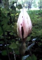 arum
